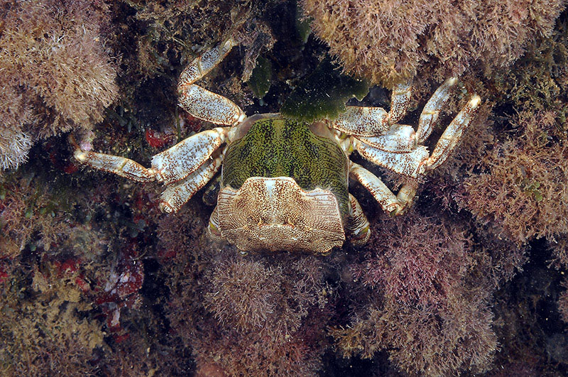 Pachygrapsus marmoratus cambia il carapace